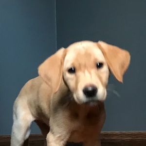 Meet your Posher, Eleanore